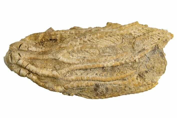 Fossil Crinoid (Aphelecrinus) - Alabama #326079